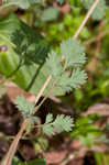 Yellow fumewort